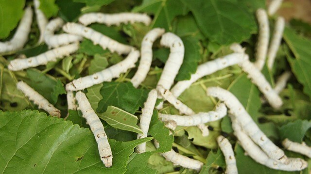 Silkworms