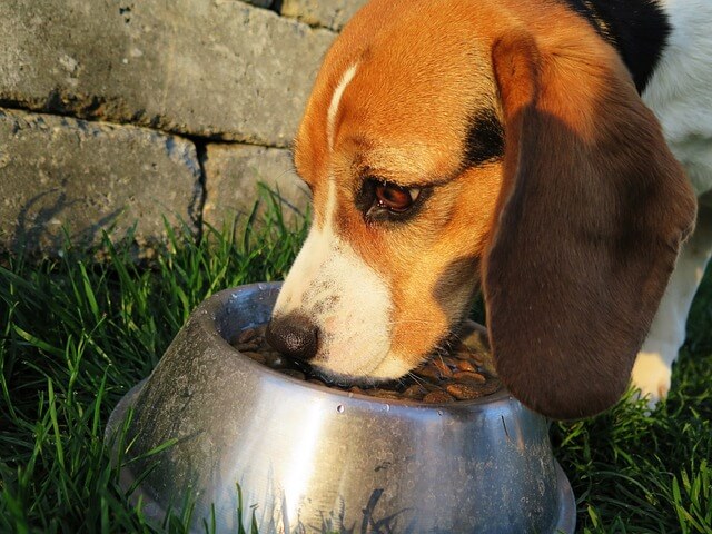 Why Are Beagles Always Hungry?