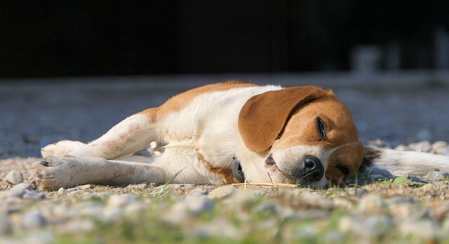Why Do Beagles Sleep so much? Photo two