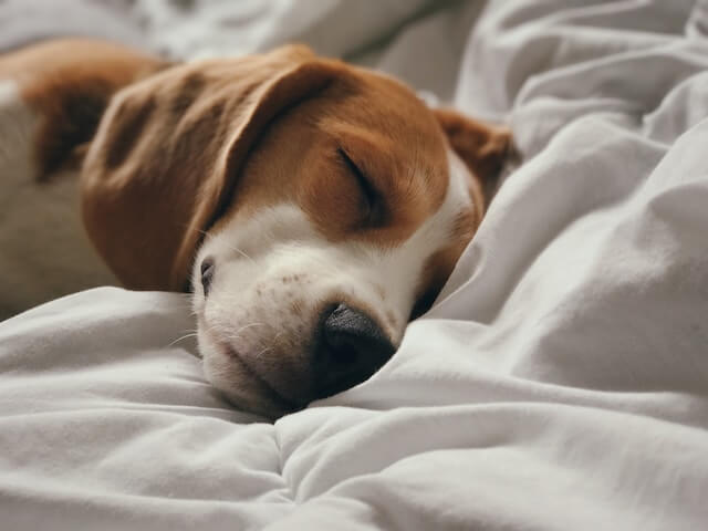 Why Do Beagles Sleep so much? Photo three