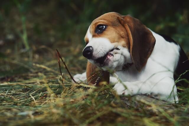 Why do beagles eat poop?