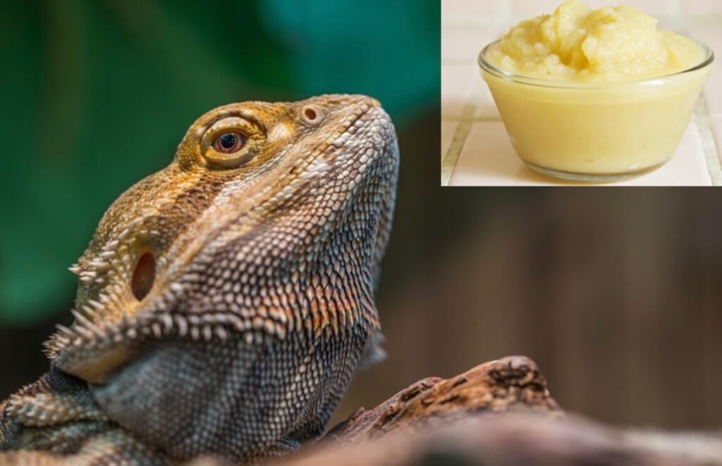 Can bearded dragons eat applesauce