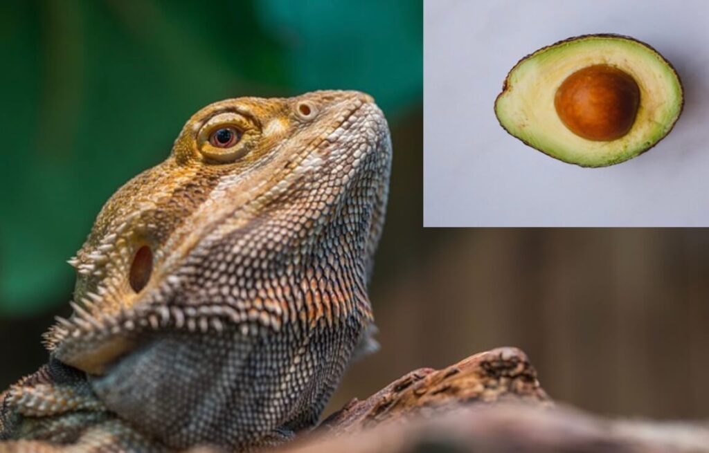 Can bearded dragons eat avocados