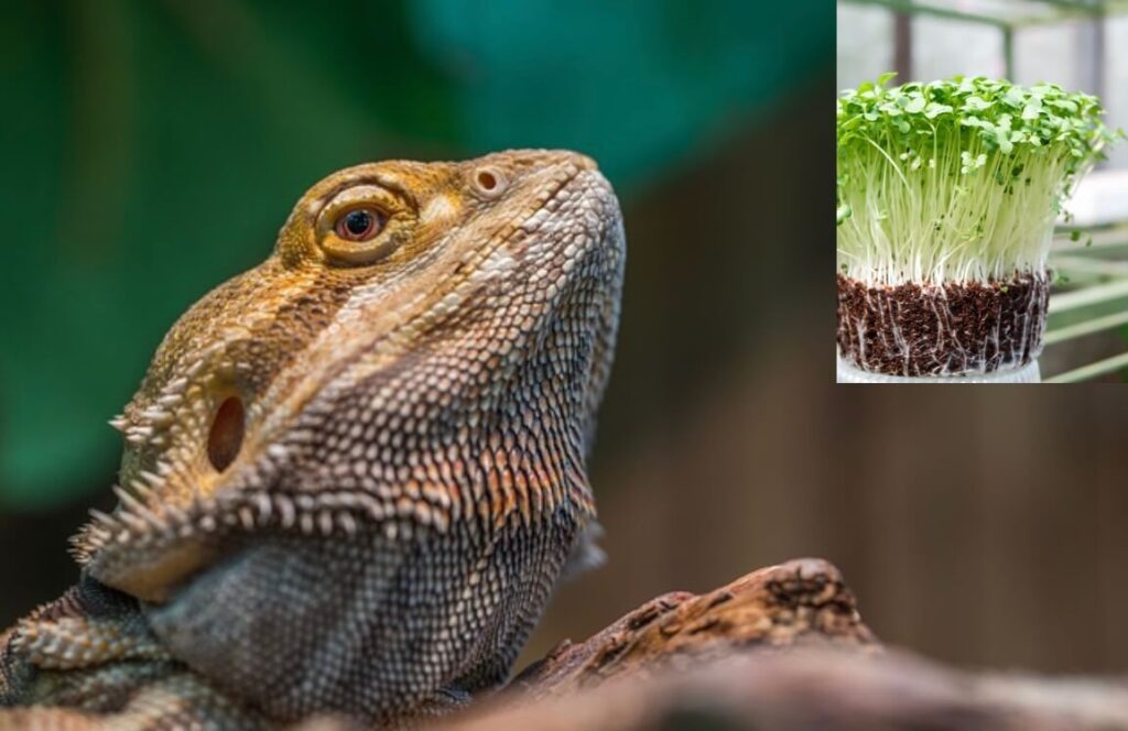 Can bearded dragons eat bean sprouts