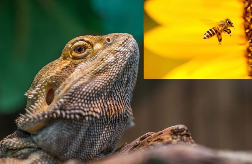 Can bearded dragons eat bees