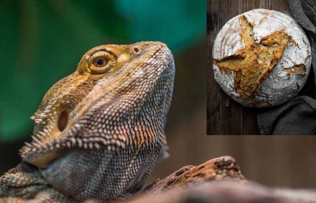 Can bearded dragons eat bread