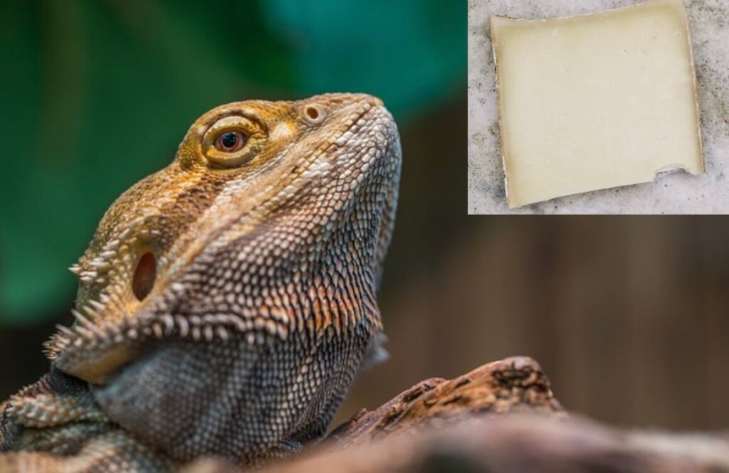 Can bearded dragons eat cheese