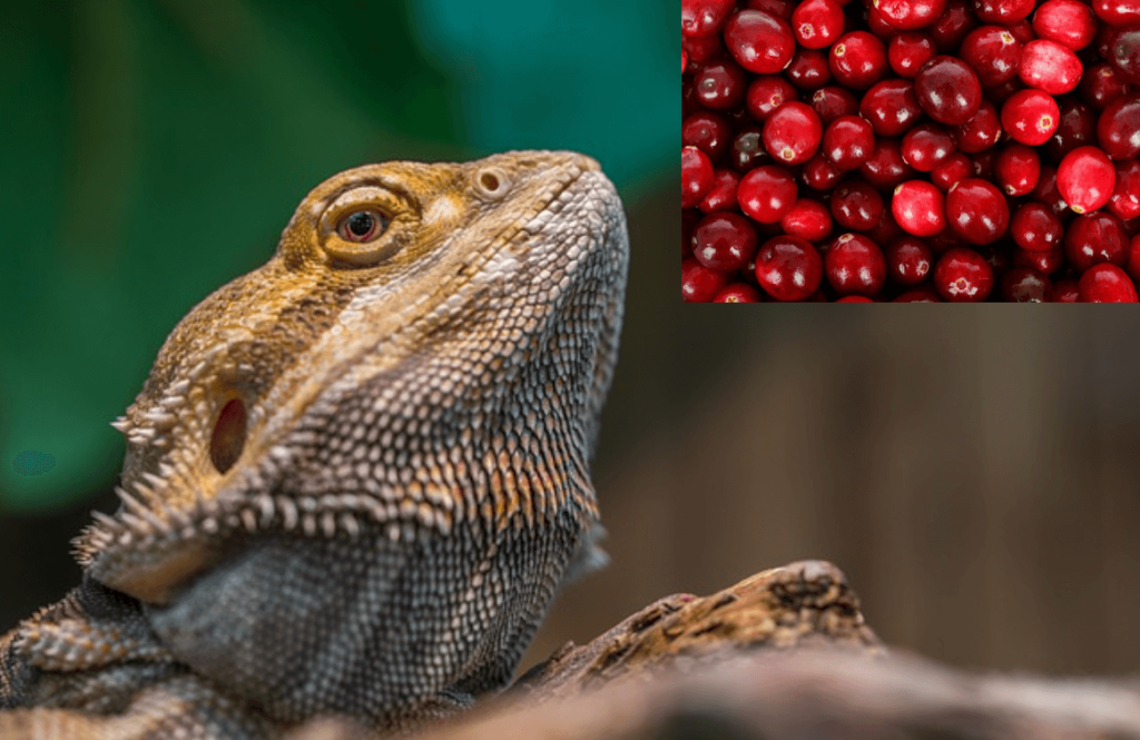 Can bearded dragons eat cranberries?