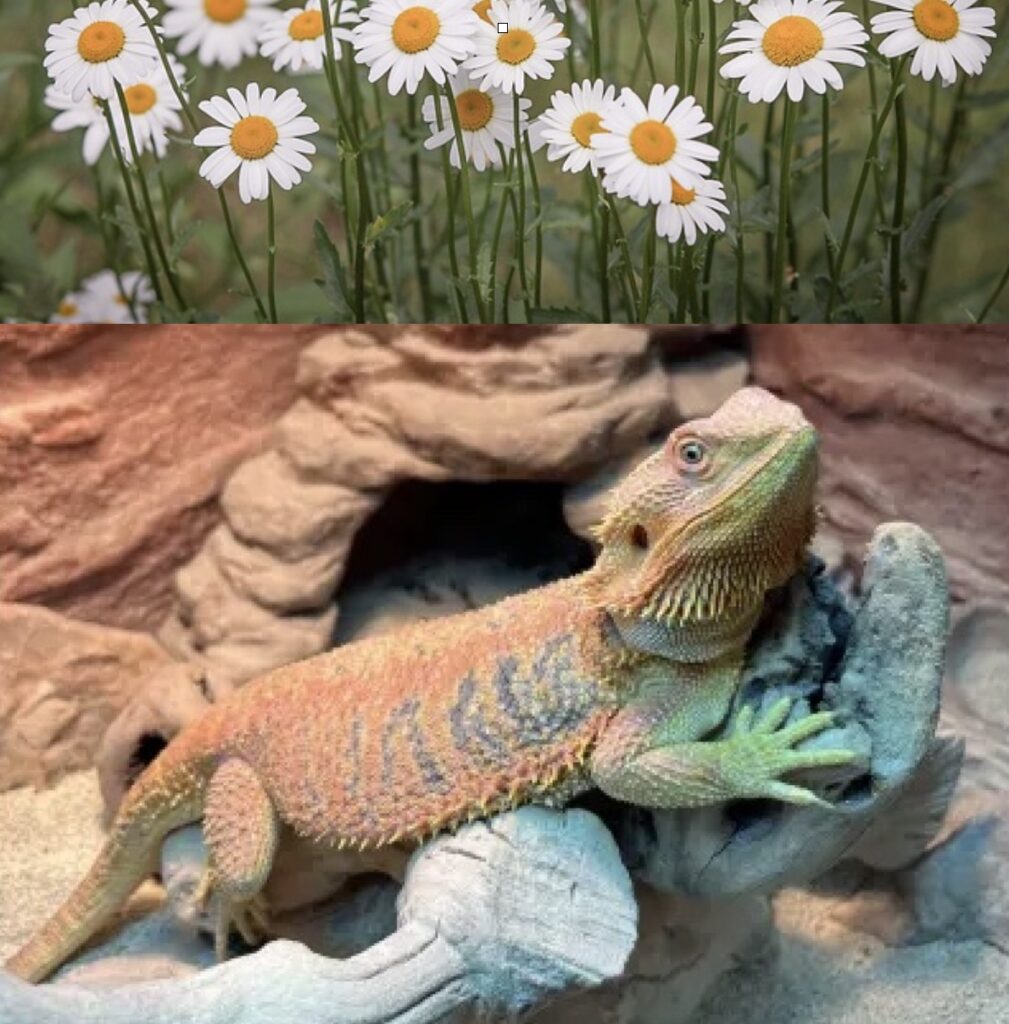 Can bearded dragons eat daisies?