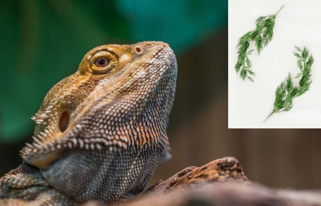 Can bearded dragons eat dill