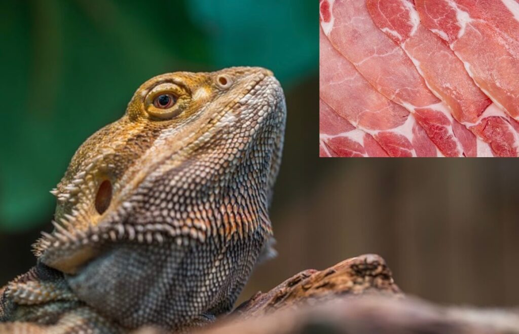 Can bearded dragons eat ham