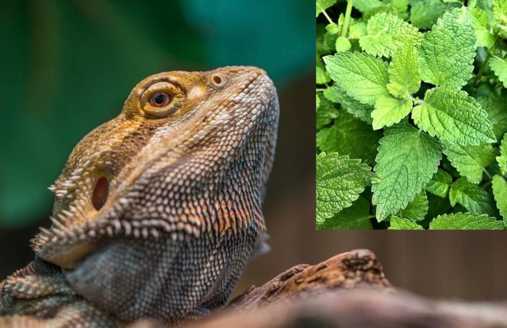 Can bearded dragons eat mint