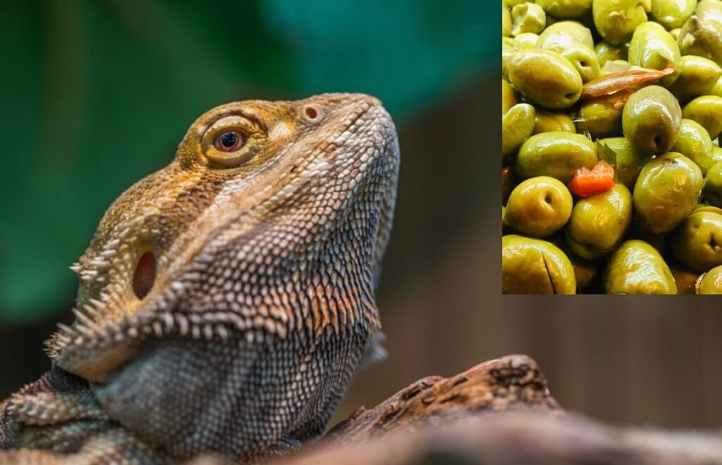 Can bearded dragons eat olives