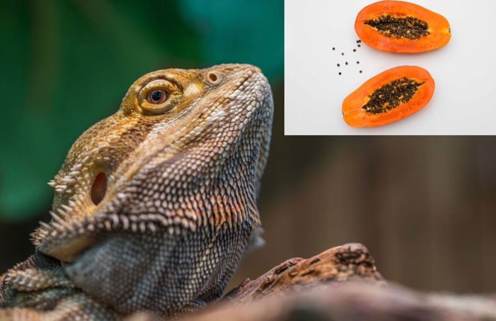 Can bearded dragons eat papaya