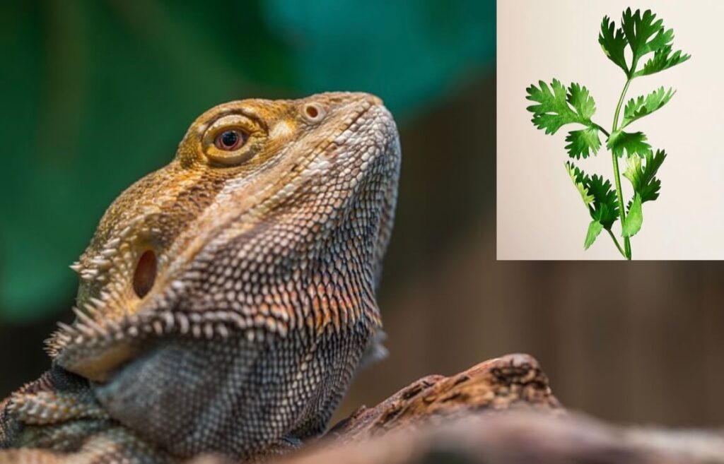 Can bearded dragons eat parsley