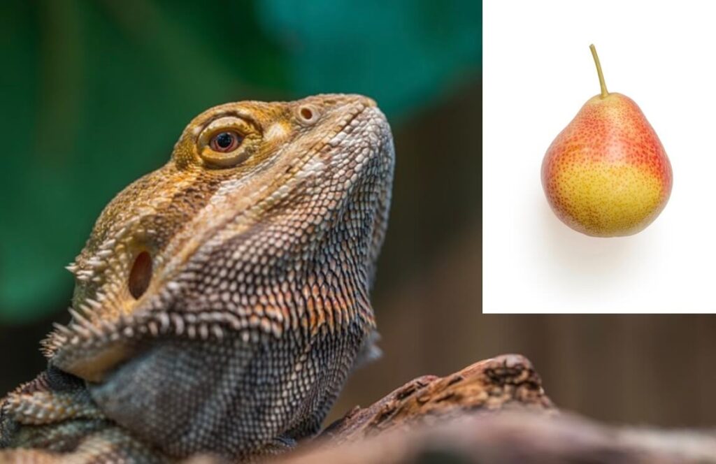 Can bearded dragons eat pear