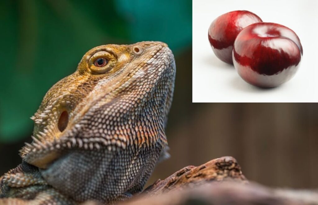 Can bearded dragons eat plums