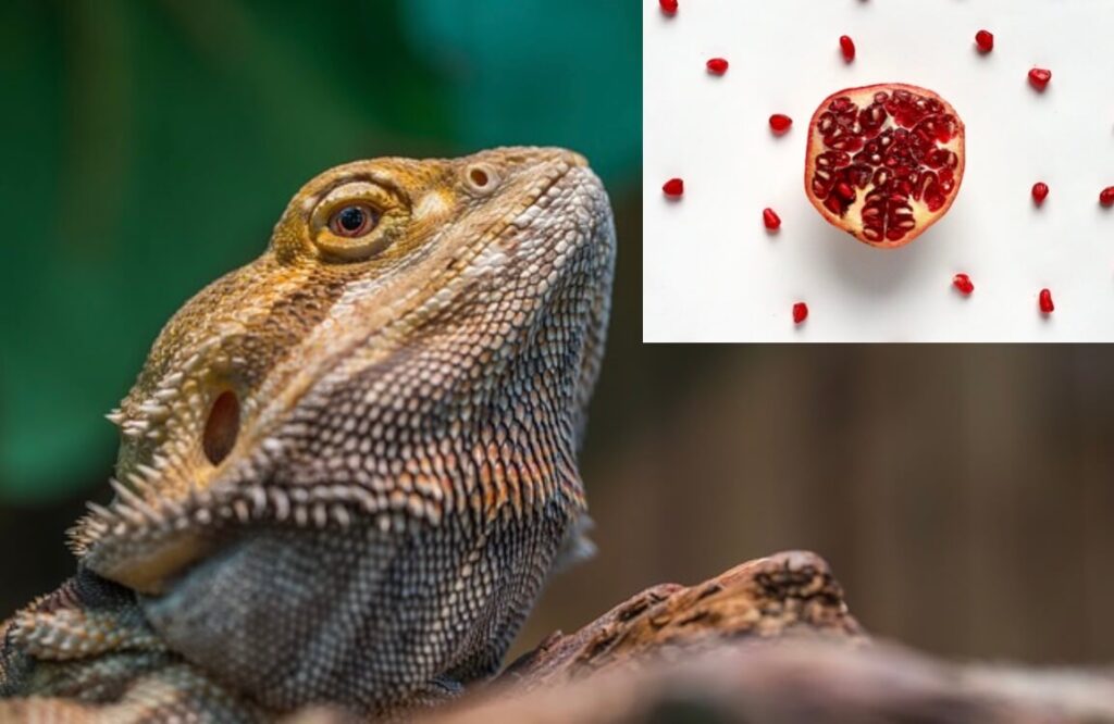 Can bearded dragons eat pomegranate