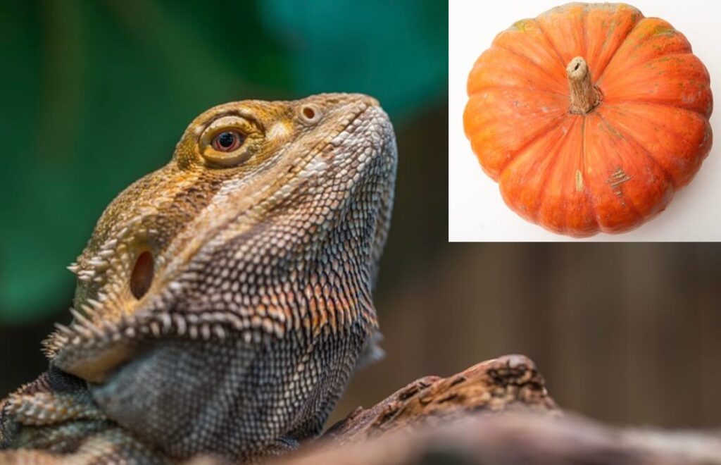 Can bearded dragons eat pumpkin