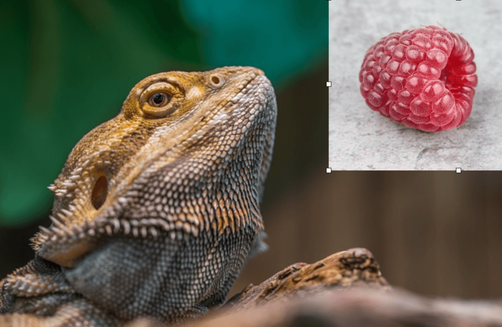 Can bearded dragons eat raspberries