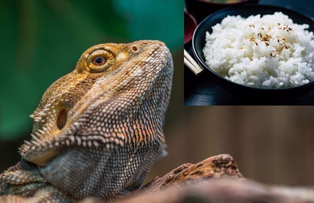Can bearded dragons eat rice