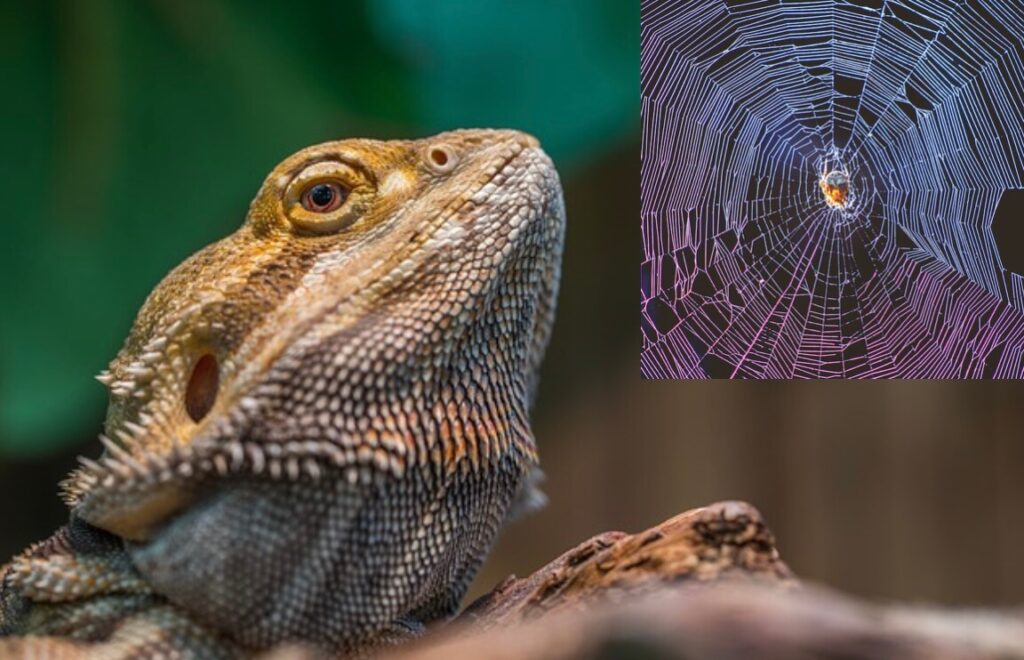 Can bearded dragons eat spiders