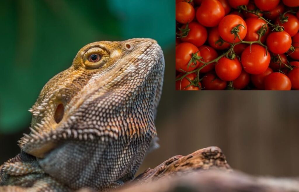 Can bearded dragons eat tomatoes