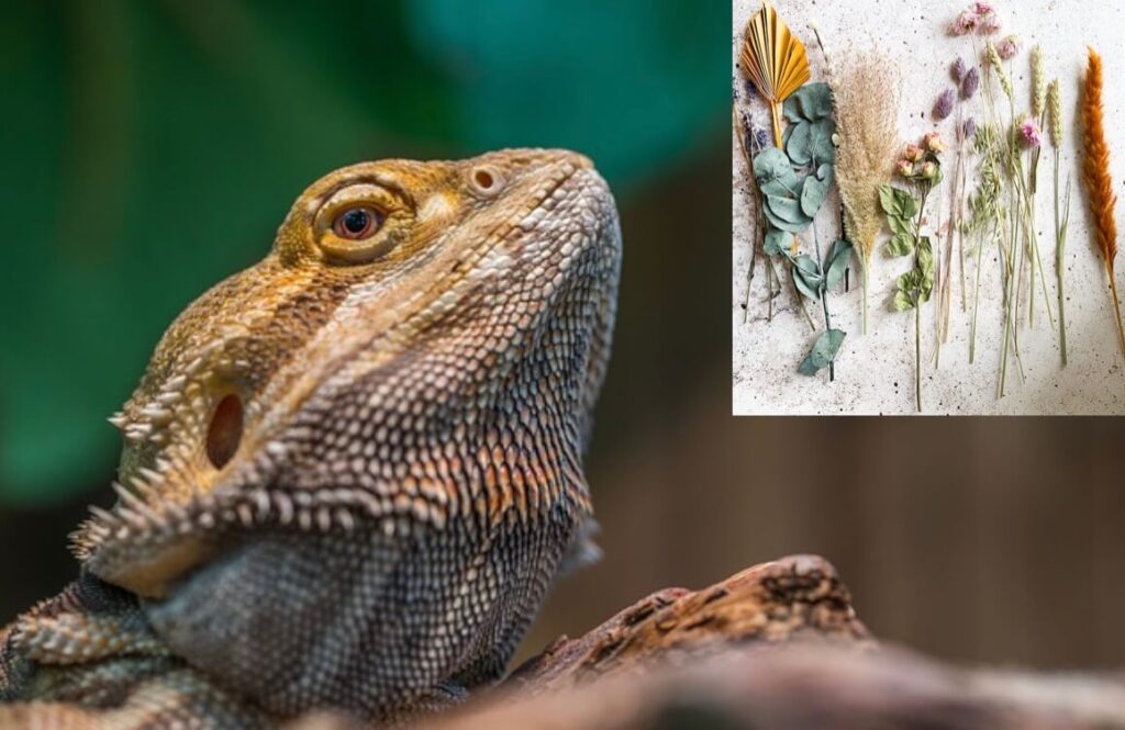 What herbs can bearded dragons eat